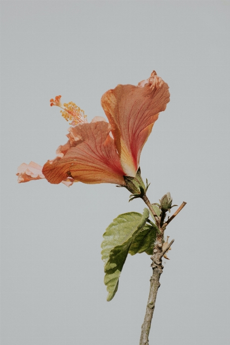 Flor planta pétalo hibisco hawaiano
