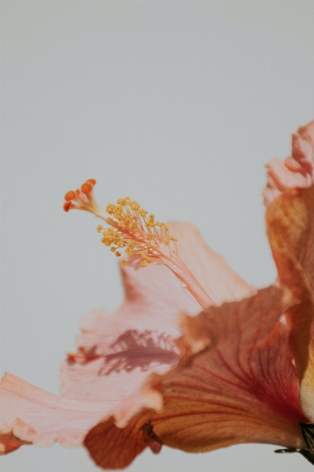 花 植物 ドレス 花弁