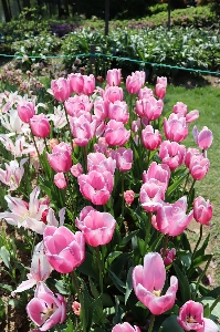 Tulips blooming flower fragrance Photo