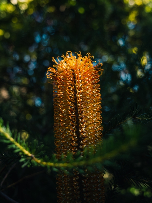 Naturel fleur usine plante terrestre
