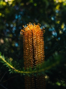 自然 花 植物 陸上植物
 写真