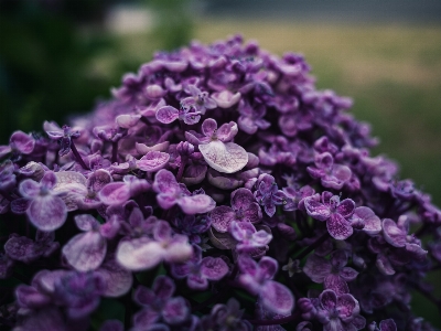 Flower plant purple petal Photo