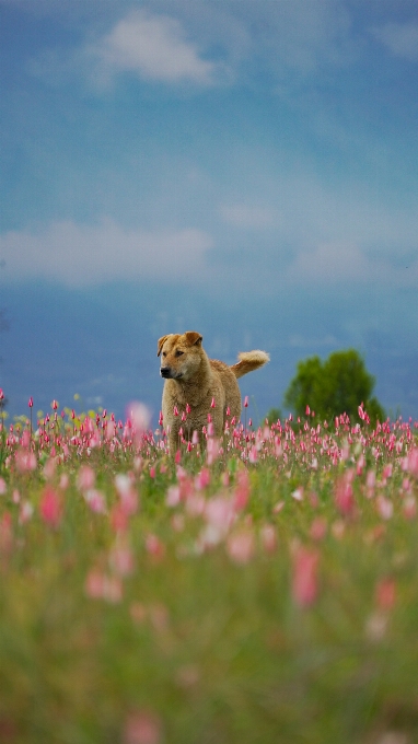 Chien fleur usine ciel