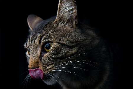 Foto Gatto felidi
 carnivoro gatti di piccola e media taglia
