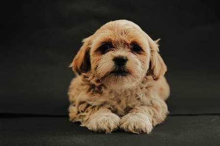 Foto Cane carnivoro di razza
 fegato