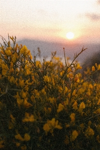 Natural flower sky plant Photo