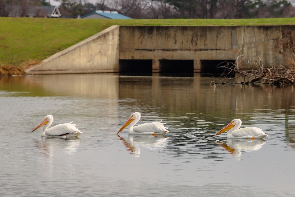 Pelicans birds outdoors trees