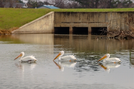 Pelicans birds outdoors trees Photo