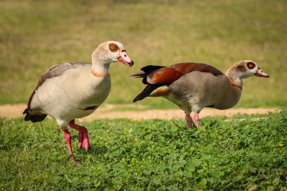 Ducks bird vertebrate ecoregion