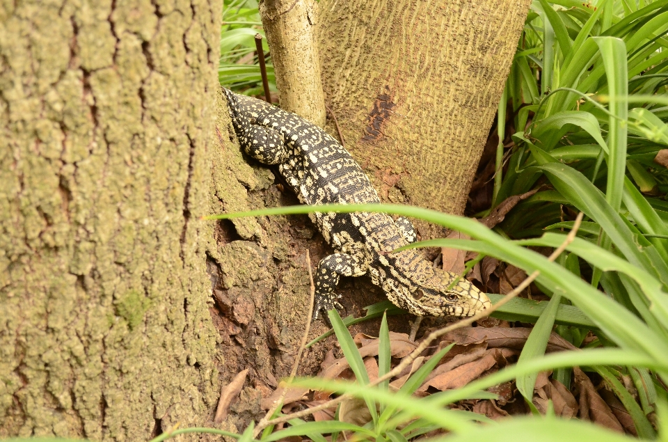 Naturel usine reptile iguane
