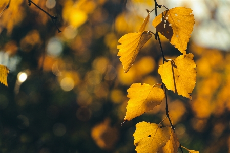 Photo Automne bouleau
 branches bois