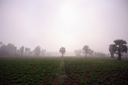 Natural plant sky landscape Photo