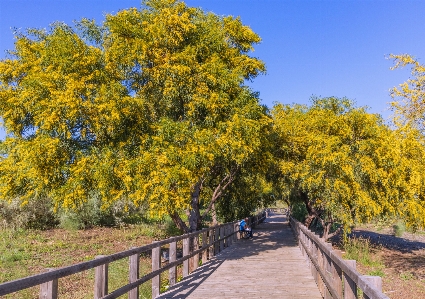 Spring yellow tree sky Photo