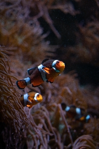 Natural anemone fish clownfish underwater Photo