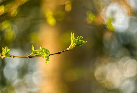 Natural plant twig landscape Photo