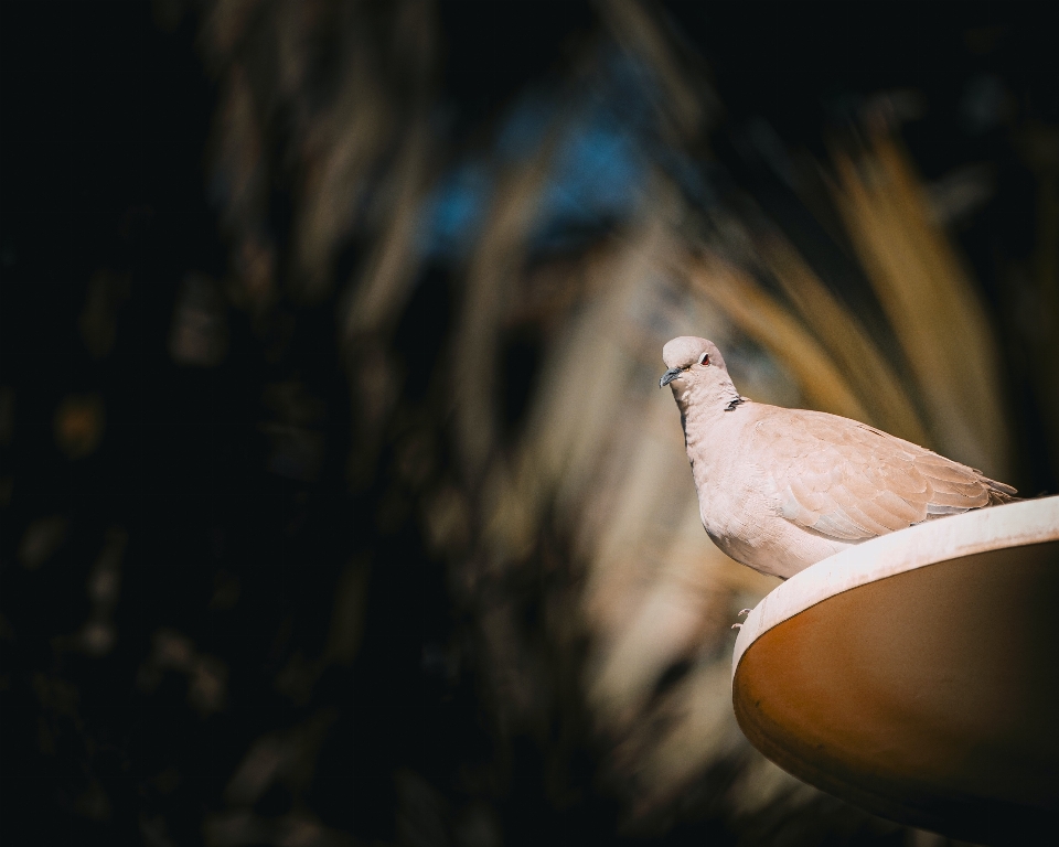 Natürlich vogel schnabel holz