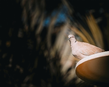 Natural bird beak wood Photo