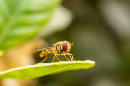 Foto Alami serangga penyerbuk
 arthropoda
