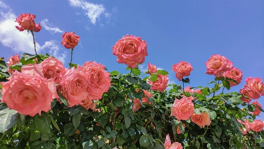 Flowers roses plants spring Photo