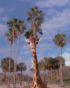 Natural cloud sky giraffe Photo