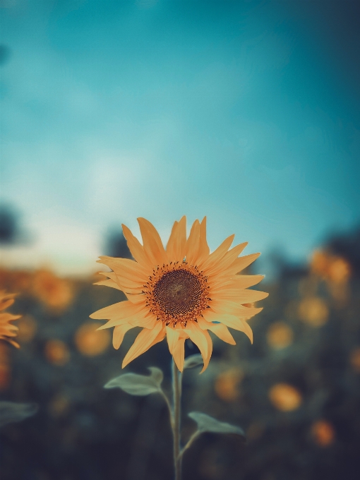 Fleur usine ciel pétale