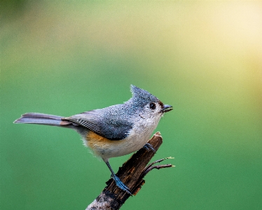 Natural bird beak twig Photo