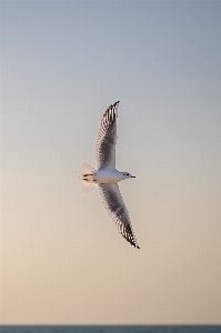 Bird sky water cloud Photo