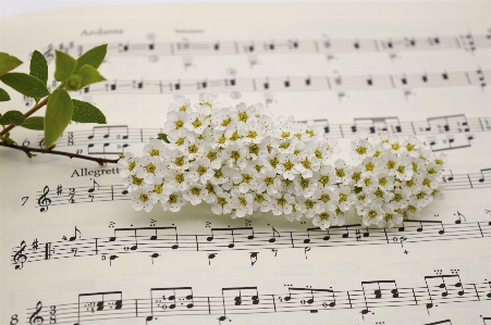 花 植物 フォント 花弁 写真