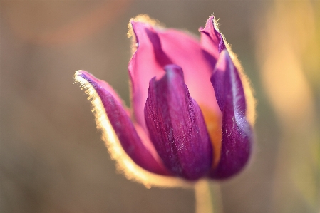 自然 花 植物 紫 写真