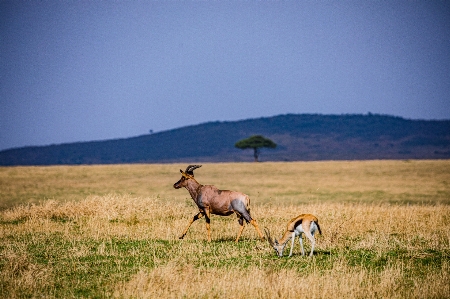 Animals sky natural landscape grass Photo