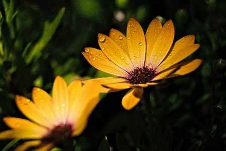 花 植物 花弁 草 写真