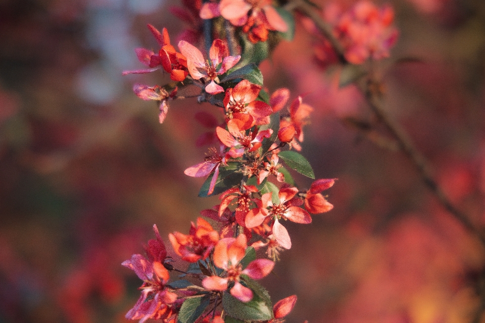 Flower plant branch petal