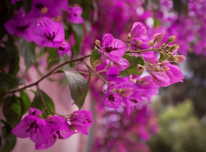 Bougainvillea flower plant purple Photo