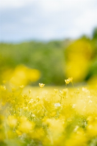 Flower plant people in nature natural landscape Photo