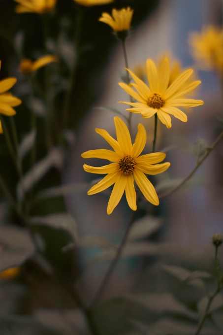 Flor plantar pétala amarelo