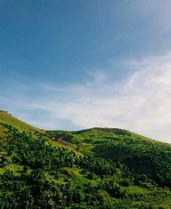 Natural cloud sky plant Photo