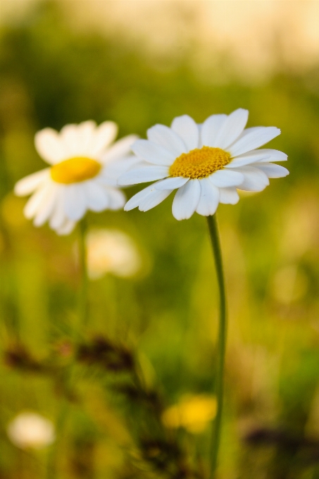 Fiore pianta cielo petalo