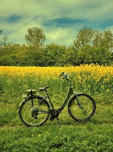 Bike bicycle tire plant Photo