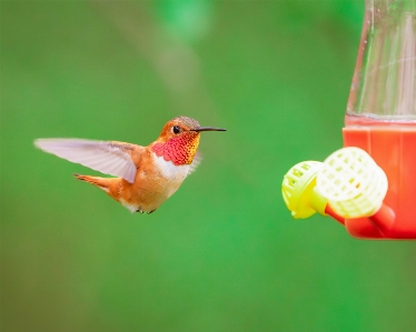 Art bird pollinator hummingbird Photo