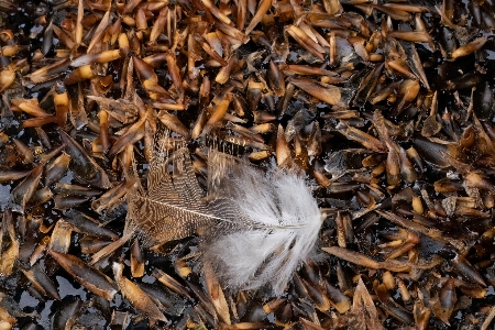 Bird feather down robin floating Photo