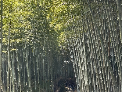 Bamboo forest natural environment branch Photo