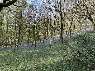 Woods bluebells blue forest Photo