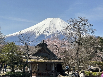 Foto Fuji mekar bunga-bunga salju