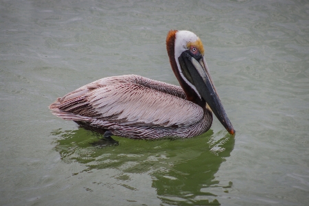 Bird sky water fluid Photo