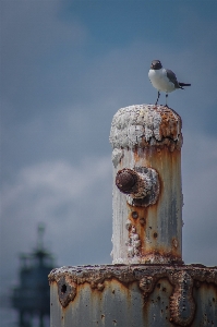 Tallship ship boat dock Photo