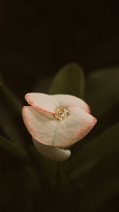 Natural plant flower petal Photo