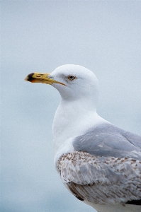 Foto Alami langit burung mata