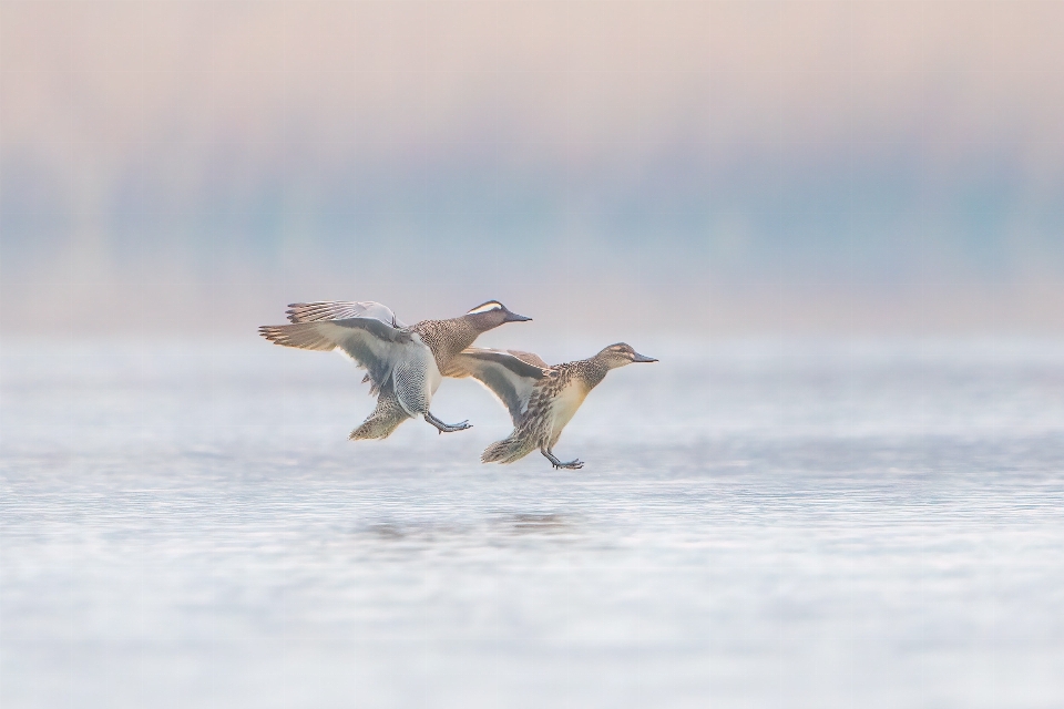 Natural water bird beak