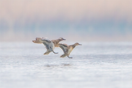 Natural water bird beak Photo