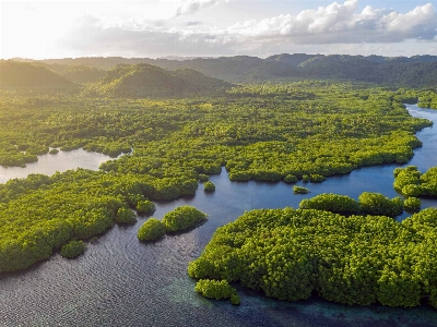 Amazonia forest water nature Photo